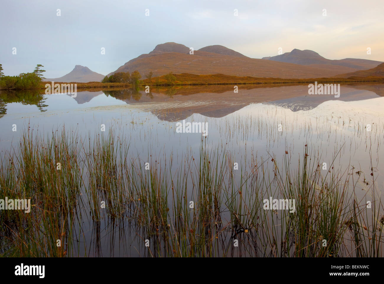 Polly reed hi-res stock photography and images - Alamy