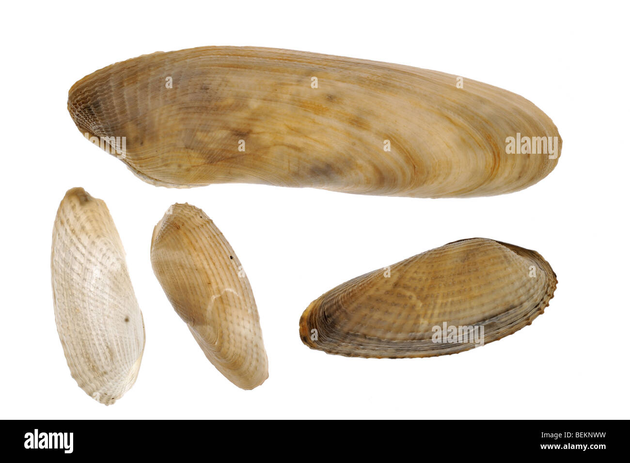 Pholadidae with White piddock (Barnea candida) and Common piddock (Pholas dactylus), Normandy, France Stock Photo