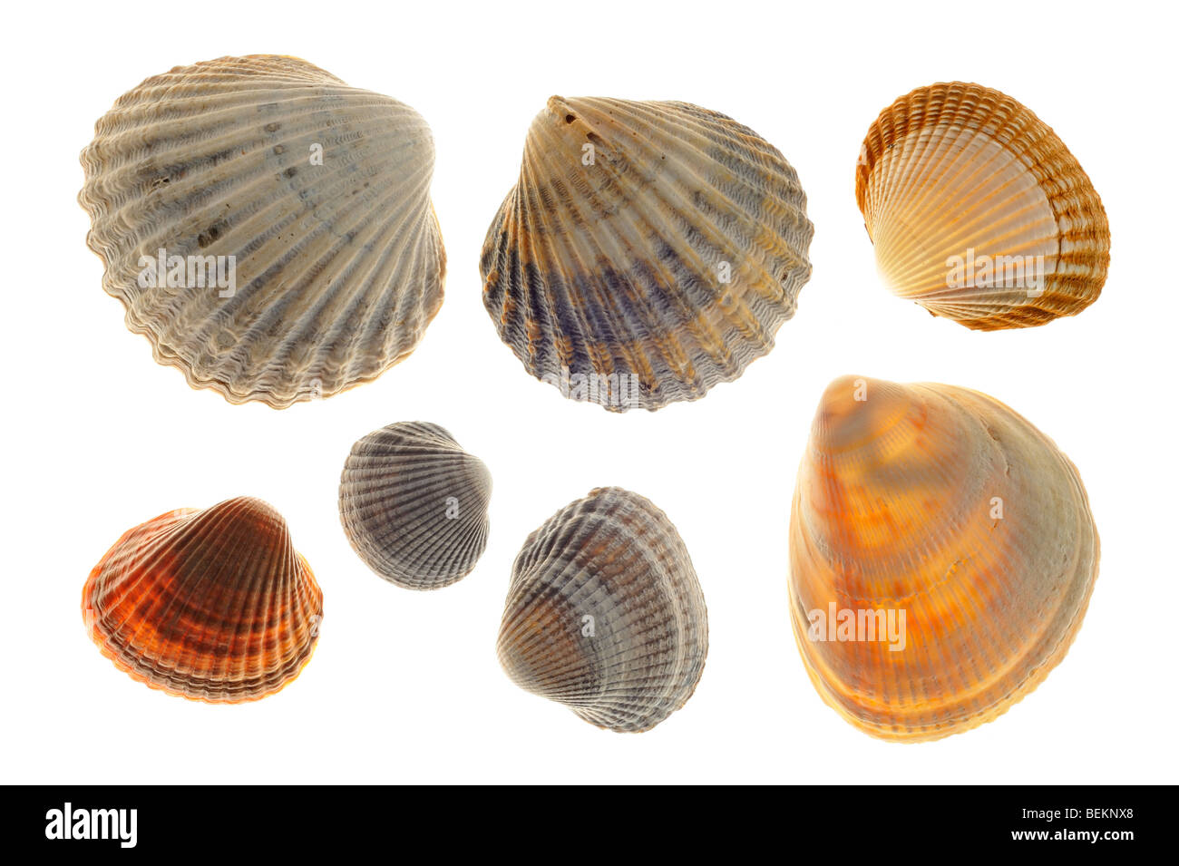 Cardiidae with Common cockle, Smooth cockle / Norway cockle and Poorly-ribbed cockle, Normandy, France Stock Photo