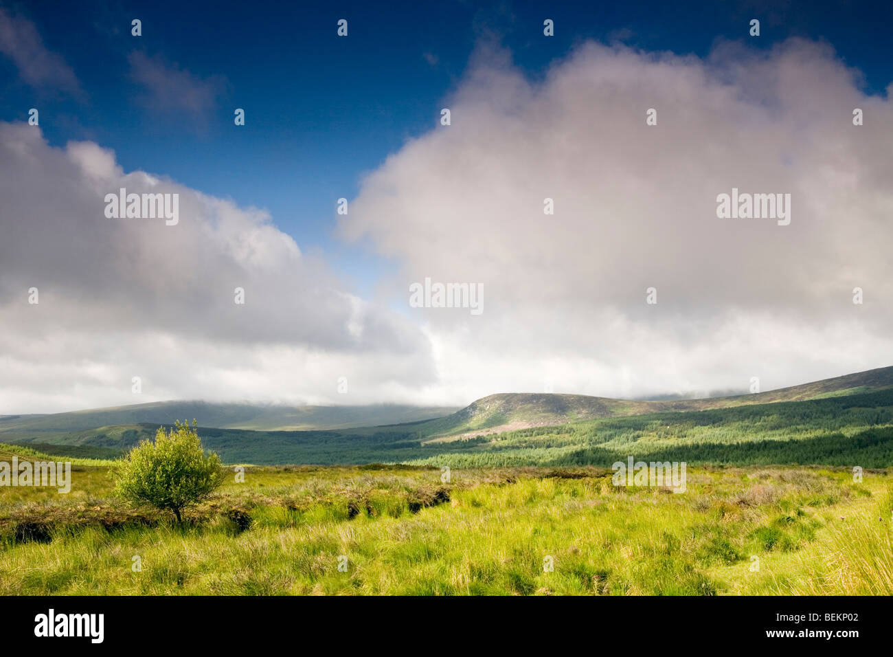 Lone tree in an Irish landscape with clouds passing over a blue sky. Stock Photo