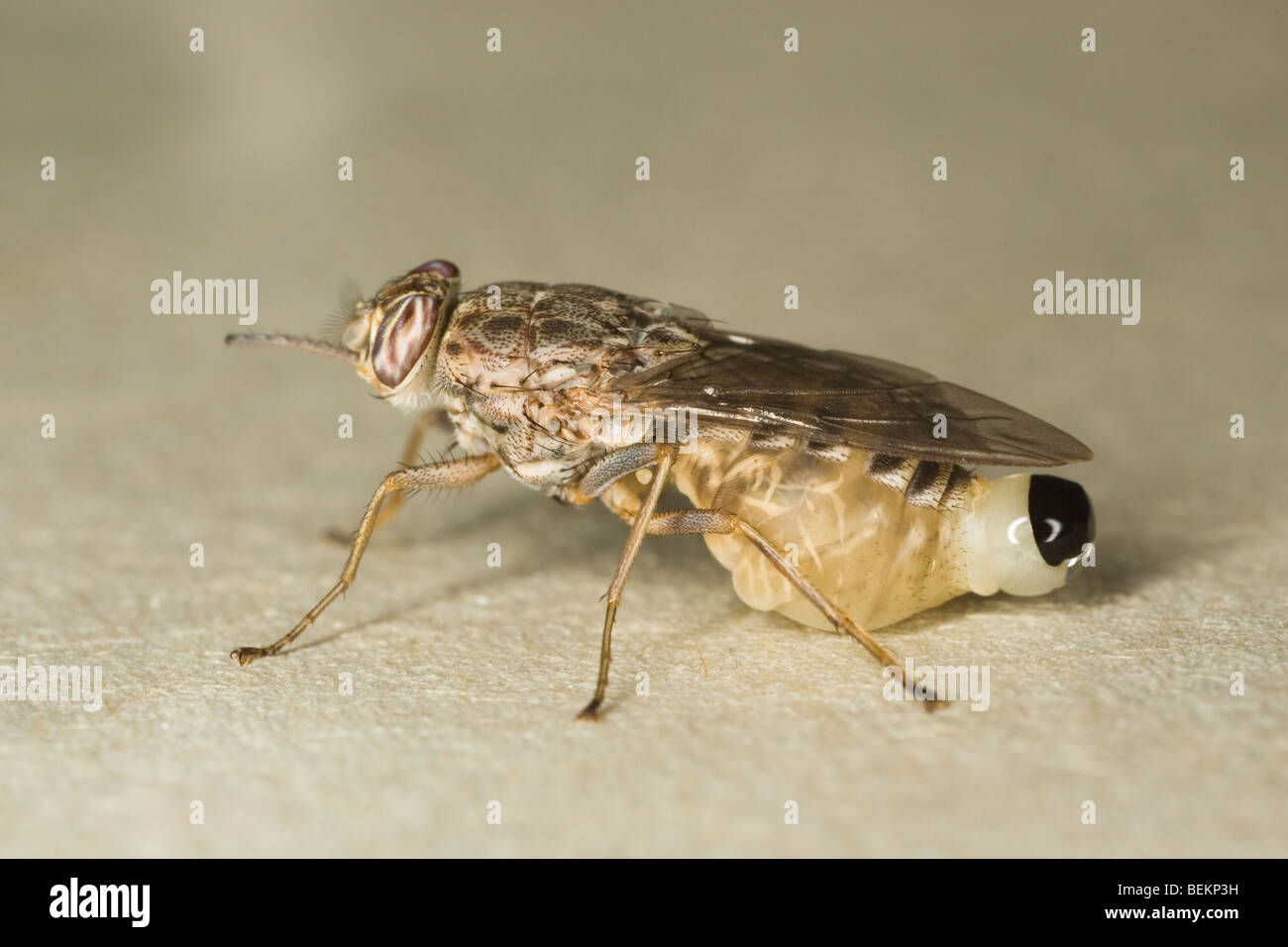 female Savannah Tsetse Fly (Glossina morsitans morsitans) giving birth to a fully developed larva Stock Photo