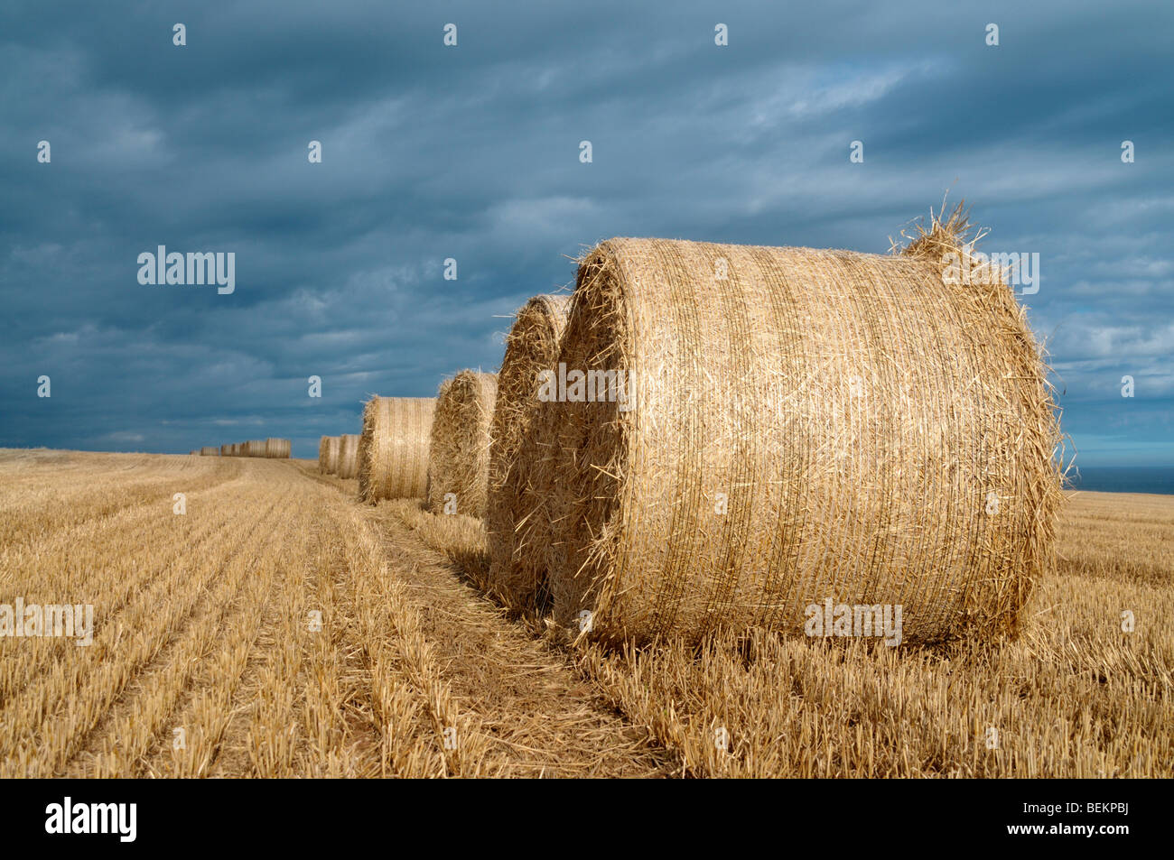 A row of  yellow hay bales lying in a field. Stock Photo