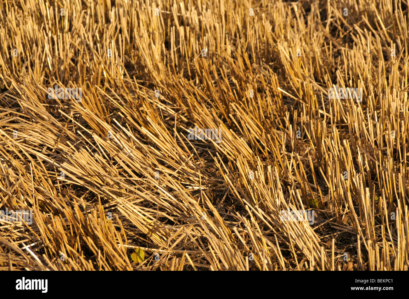Waving pattern of cut barley stumps/ stalks left in the field. Stock Photo