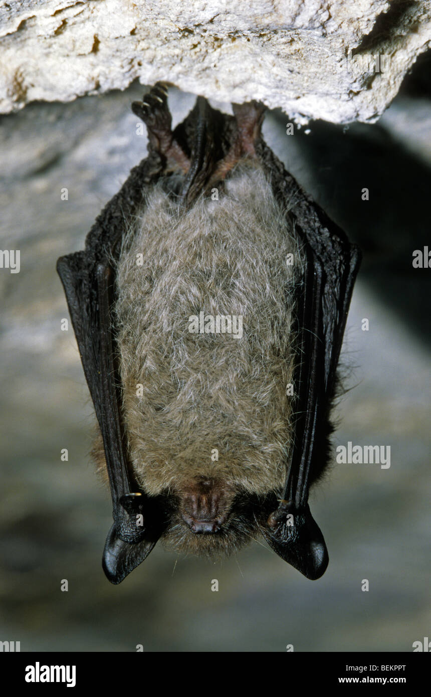 Bats hibernate uk hires stock photography and images Alamy