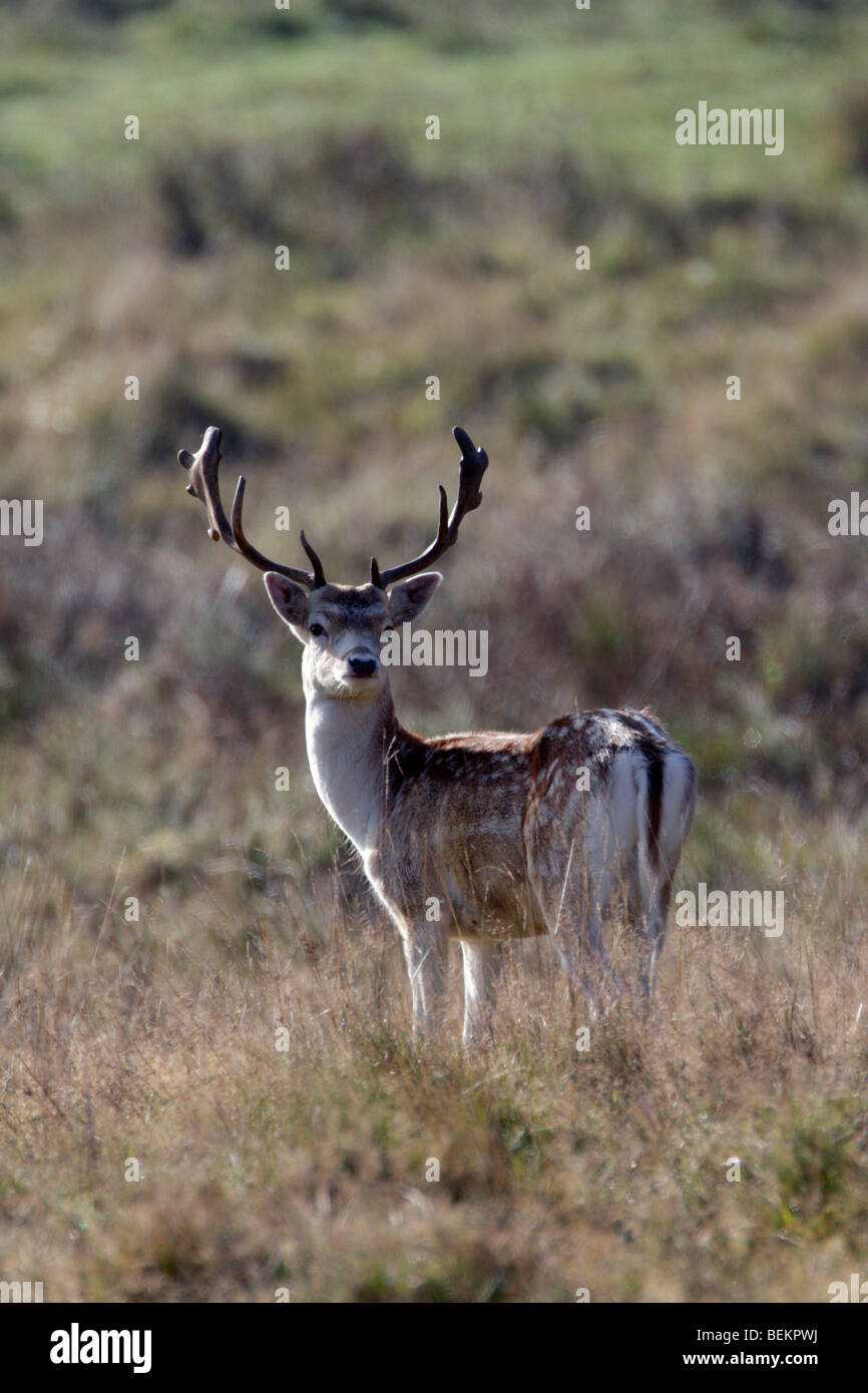 Fallow Deer Dama dama misty morning Stock Photo