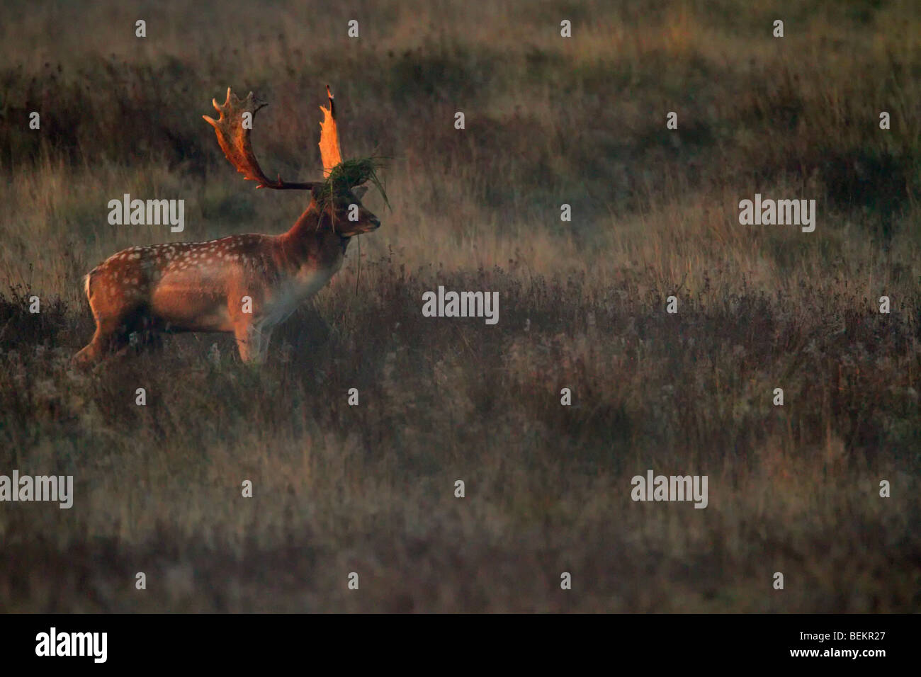 Fallow Deer Buck Dama dama in early morning sun Stock Photo