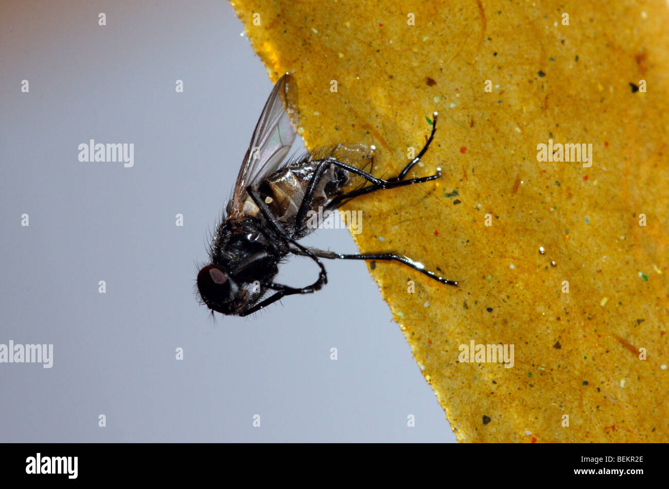 Fly stuck on fly paper Stock Photo 26250742 Alamy