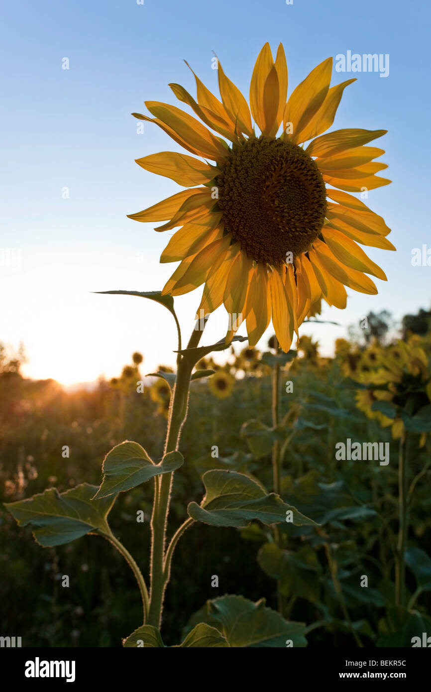Sunflowers field Burgos Spain Stock Photo