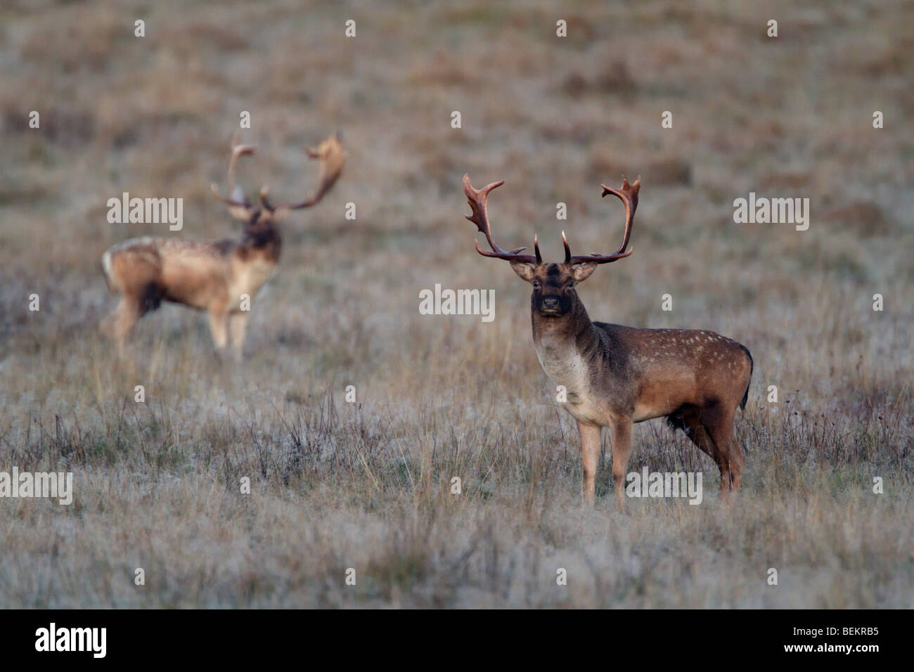 Fallow Deer Dama dama misty morning Stock Photo