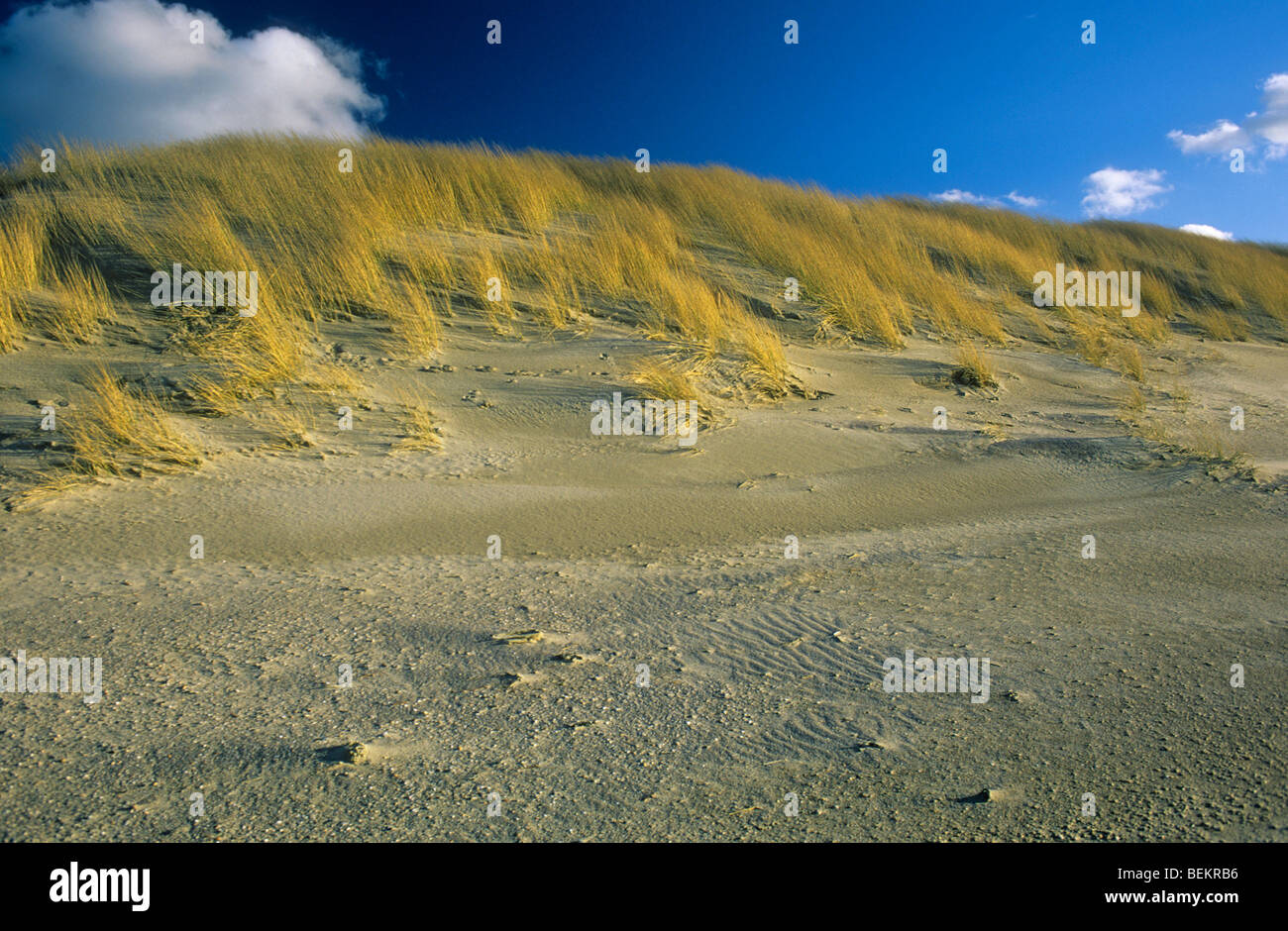 Marram grass (Ammophila arenaria) in the dunes, Zwin, Retranchement, Netherlands Stock Photo