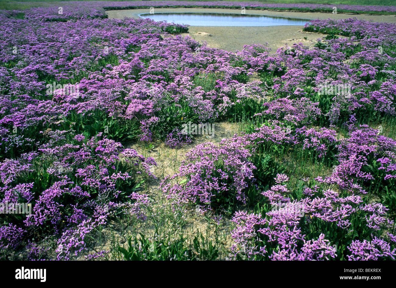 Sea lavender (Limonium vulgare) in flower in salt marsh along the North Sea at the nature reserve Het Zwin, Knokke, Belgium Stock Photo