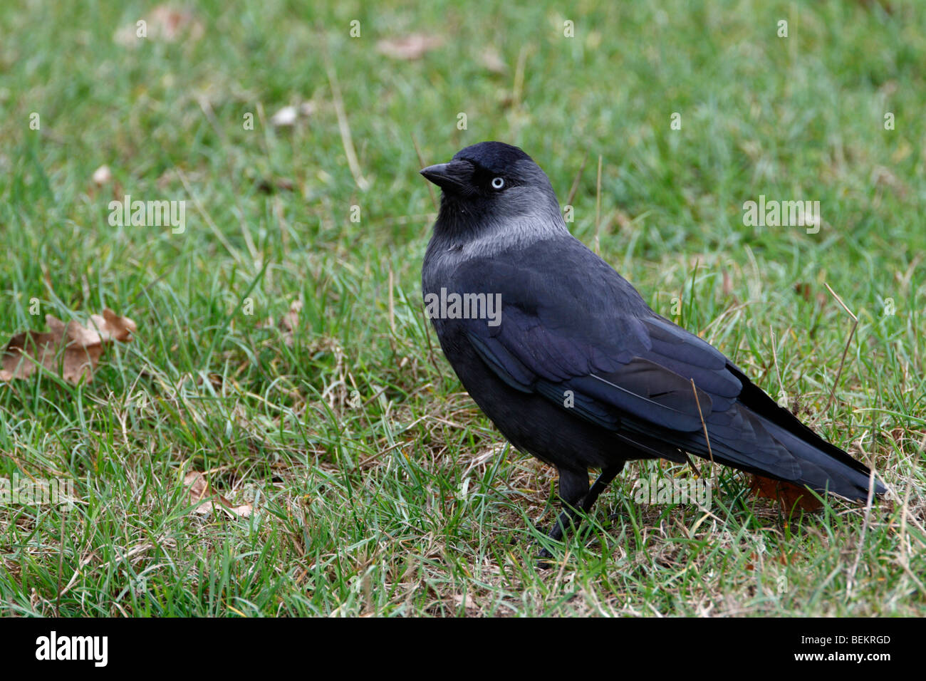 Jackdaw Corvus monedula Stock Photo