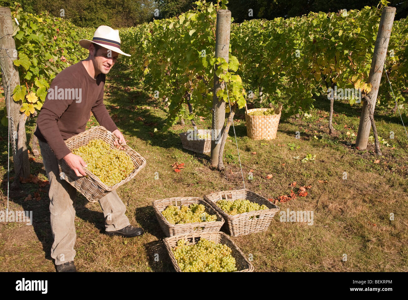 Harvest time at Tas Valley Vineyard Forncett St Peters Norfolk England Stock Photo