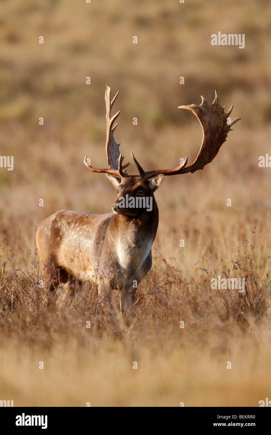 Fallow Deer Dama dama misty morning Stock Photo