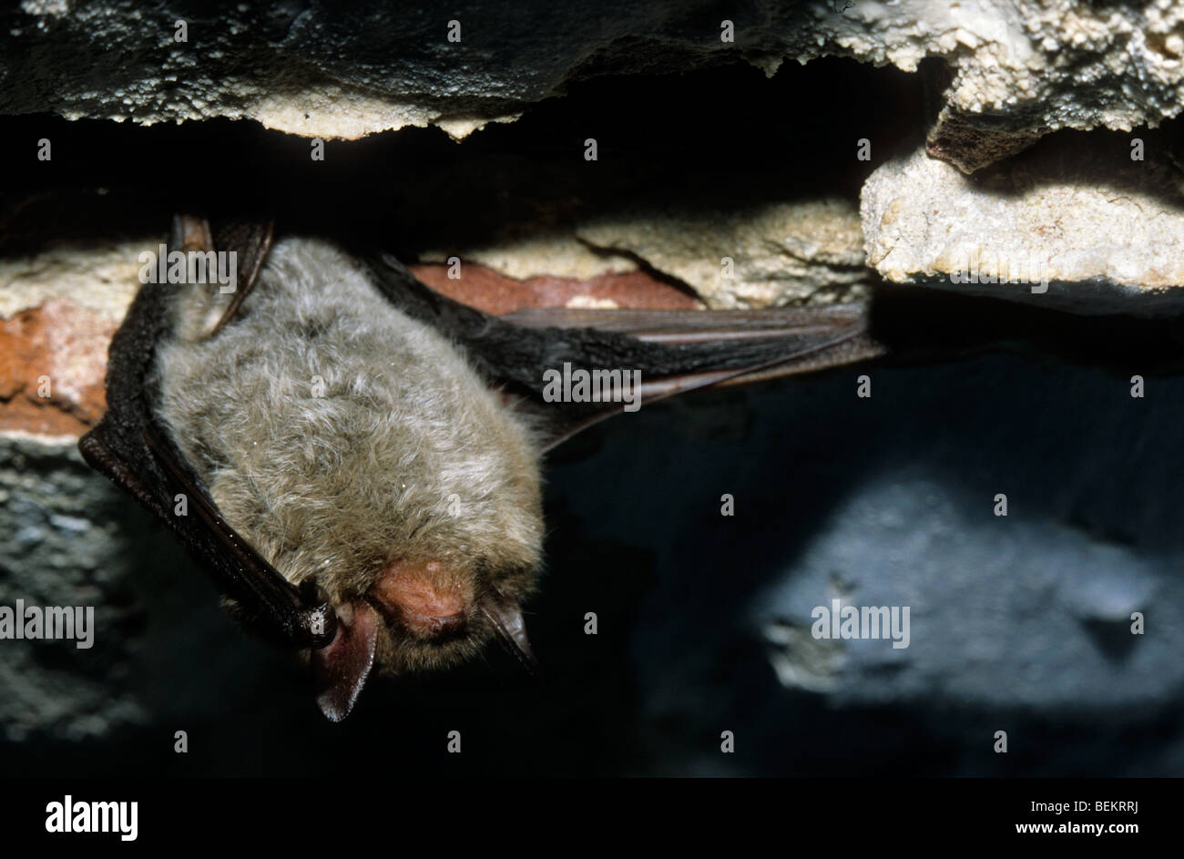 Daubenton's bat (Myotis daubentonii) hibernating in icehouse Stock