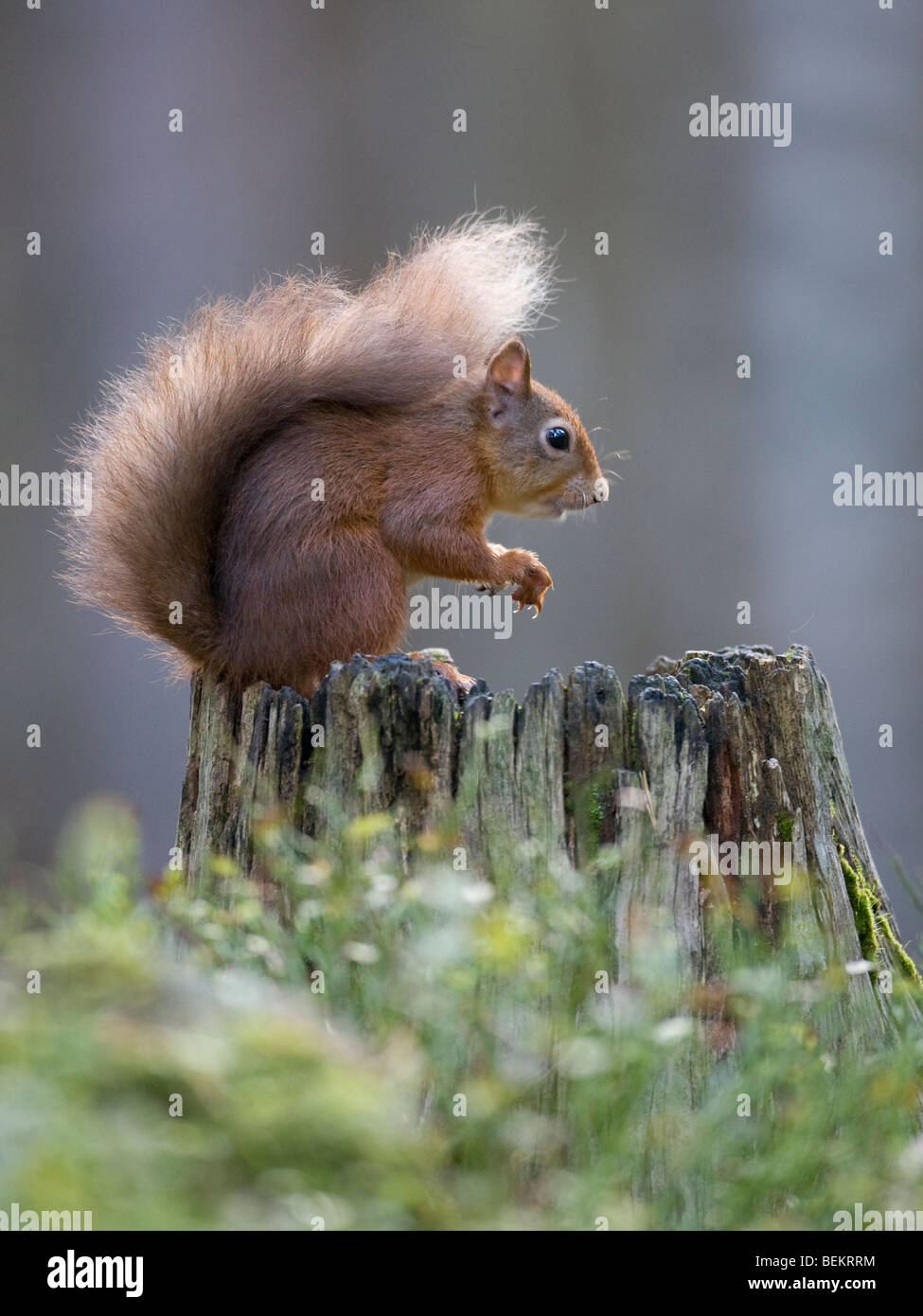 Red Squirrel Sciurus vulgaris on tree stump in the Cairngorms Stock Photo