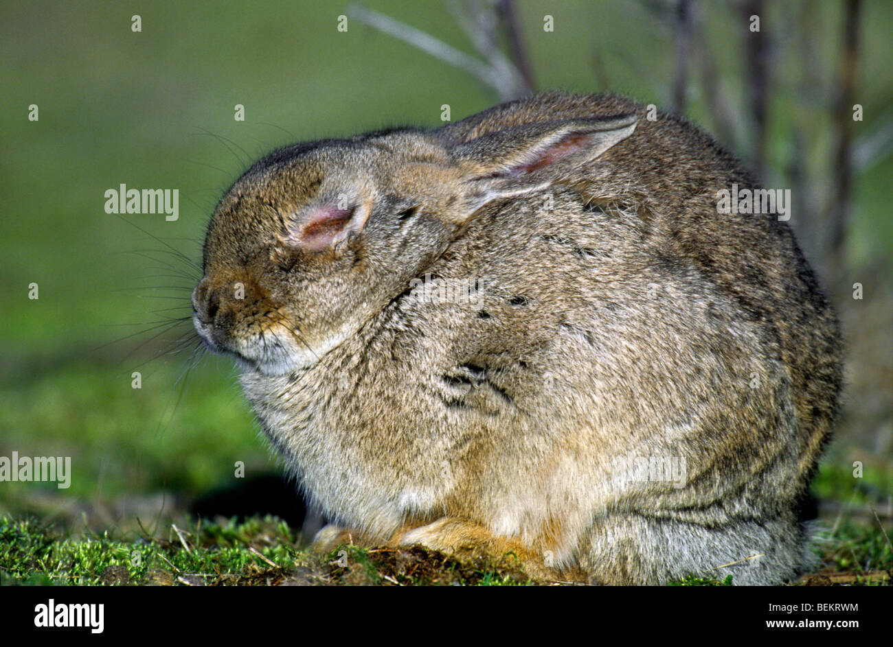 Sick rabbit (Oryctolagus cuniculus) infected with the Myxomatosis disease showing swelling around the eyes Stock Photo