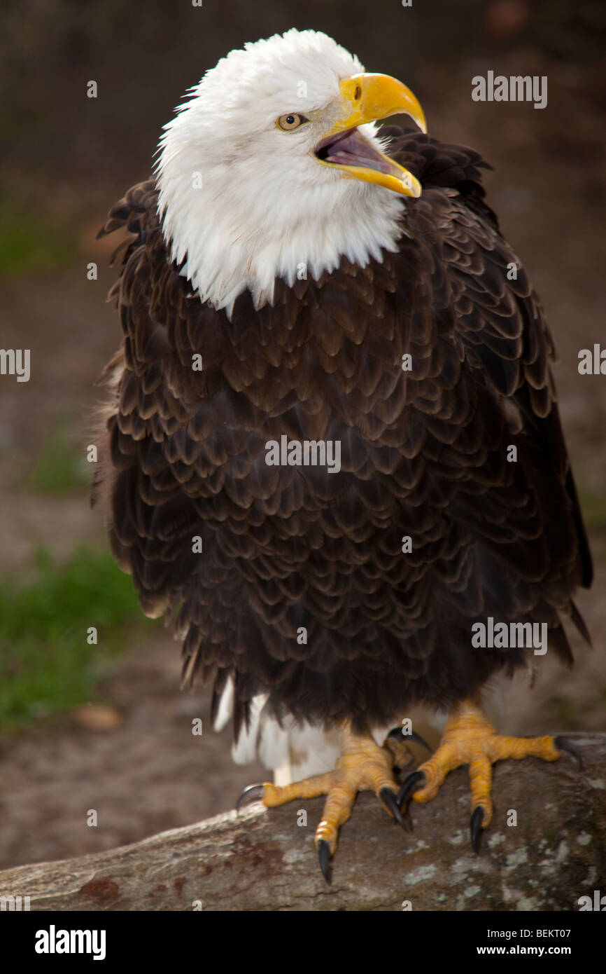American bald eagle screeching - captive Stock Photo - Alamy