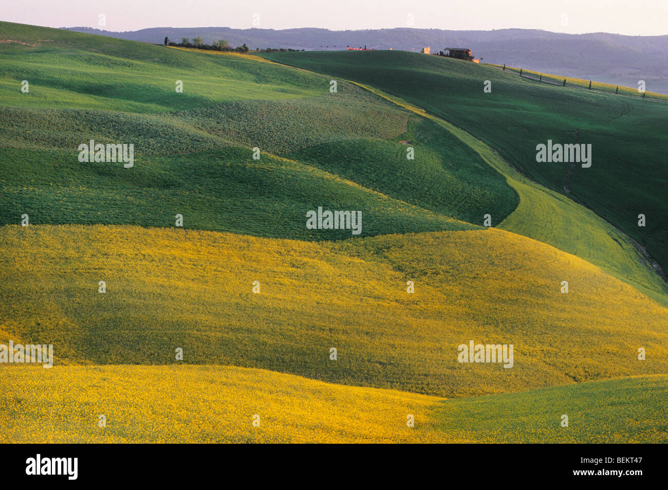 Slanted fields in Tuscany, Italy Stock Photo