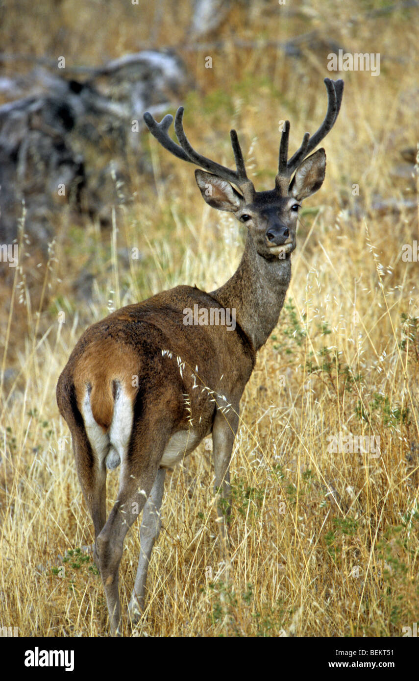 Red deer (Cervus elaphus), Monfrague NP, Extremadura, Spain Stock Photo