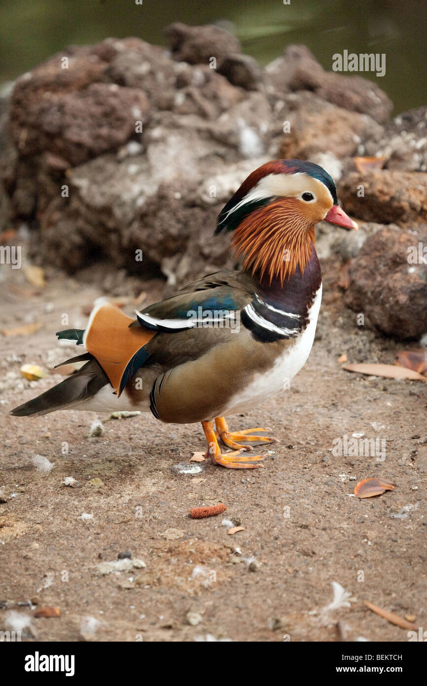 Male Mandarin duck (Aix galericulata) Stock Photo