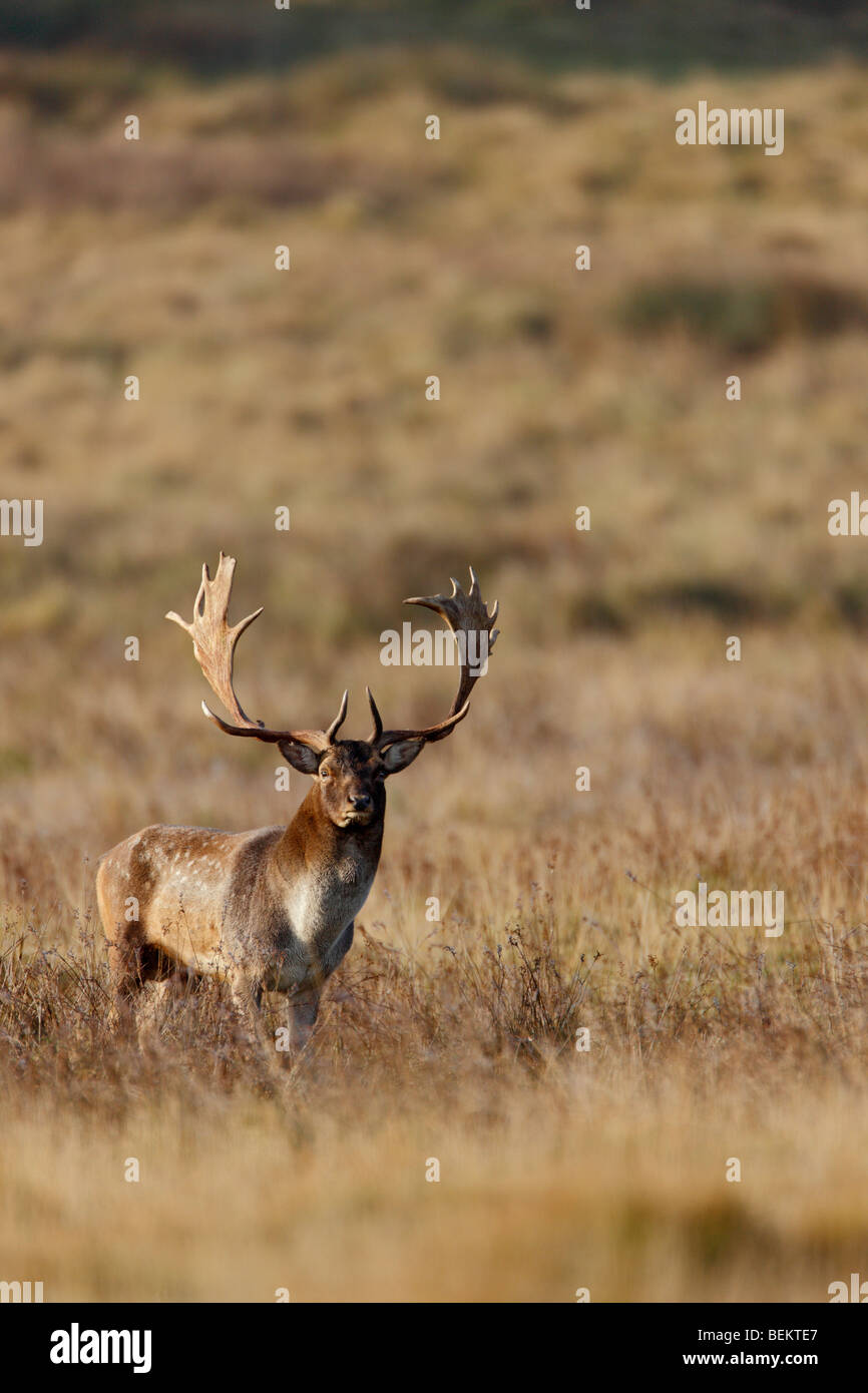 Fallow Deer Dama dama misty morning Stock Photo