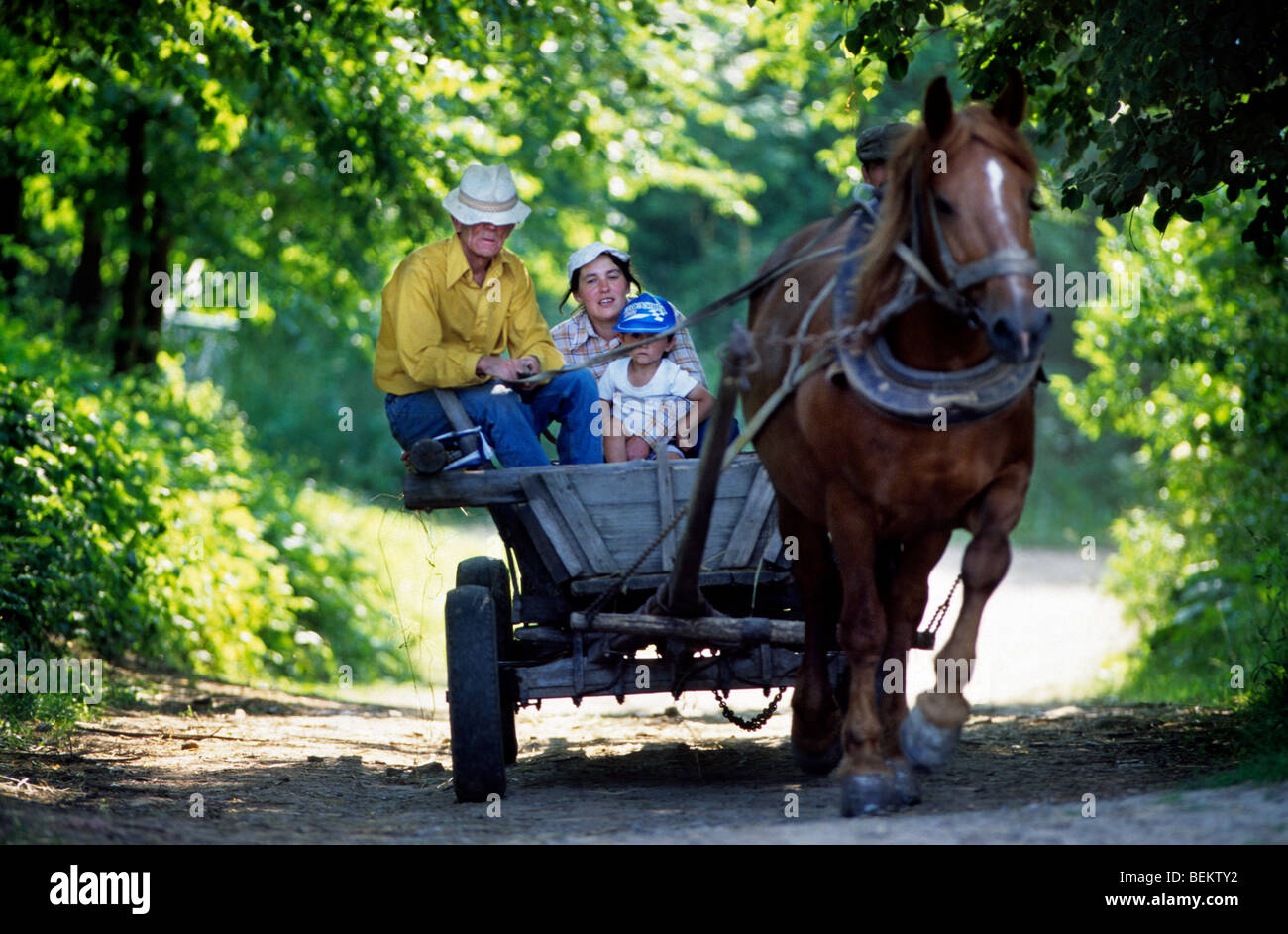 Transport of people with horse (Equus caballus) and cart in Poland Stock Photo