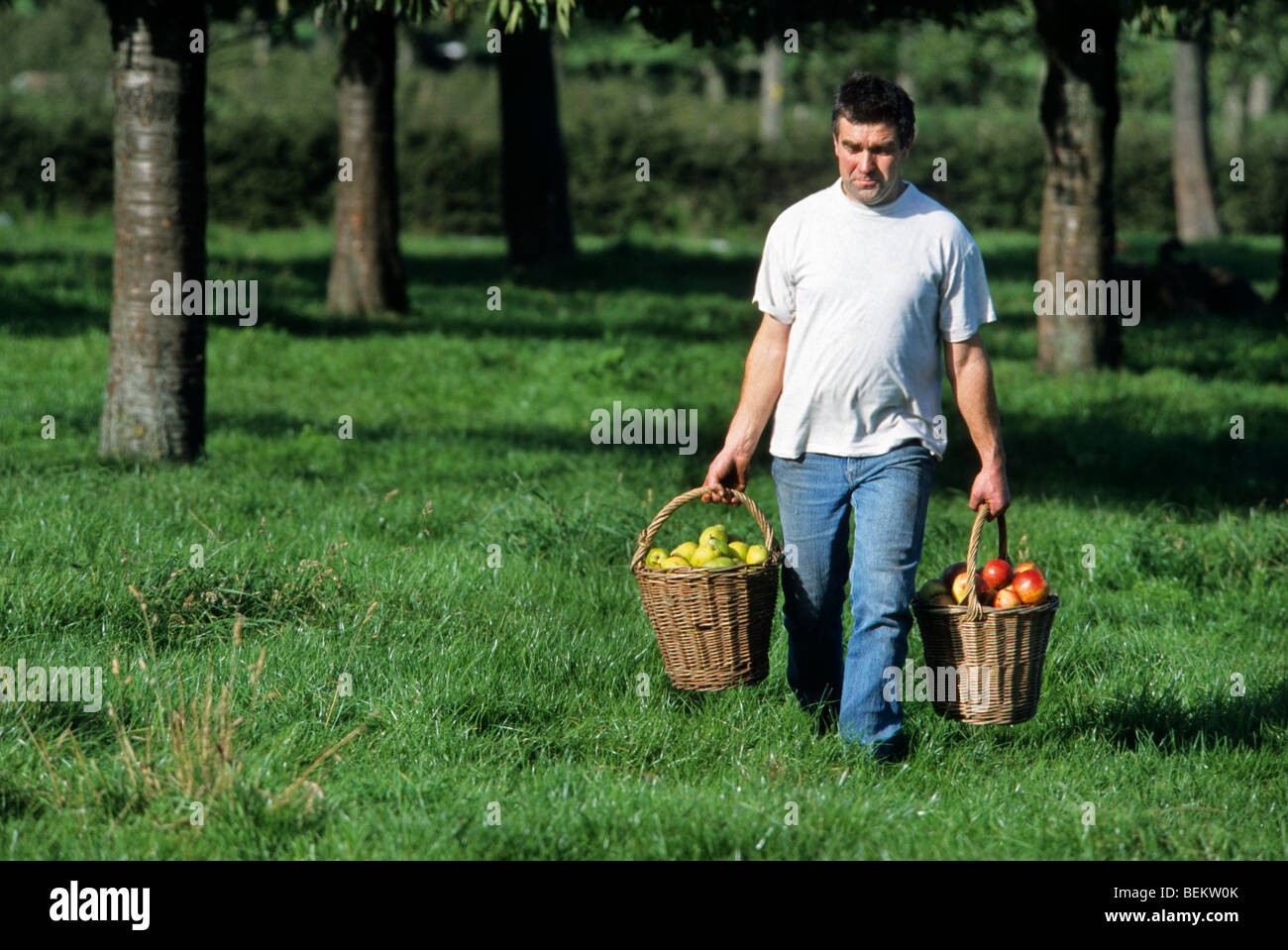 Man with appels in orchard, Belgium Stock Photo