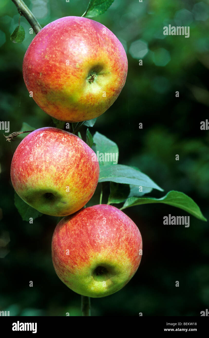 Jonagold apples growing on tree, StTruiden, Belgium Stock Photo Alamy