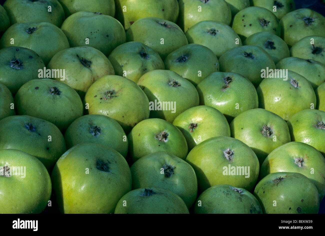 Pile of biological harvested green apples Stock Photo