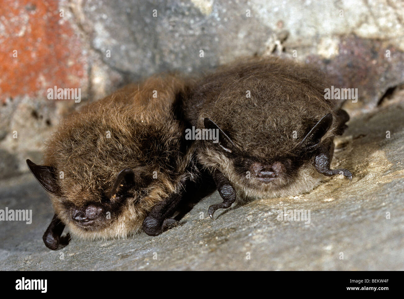 Hibernating bats hires stock photography and images Alamy
