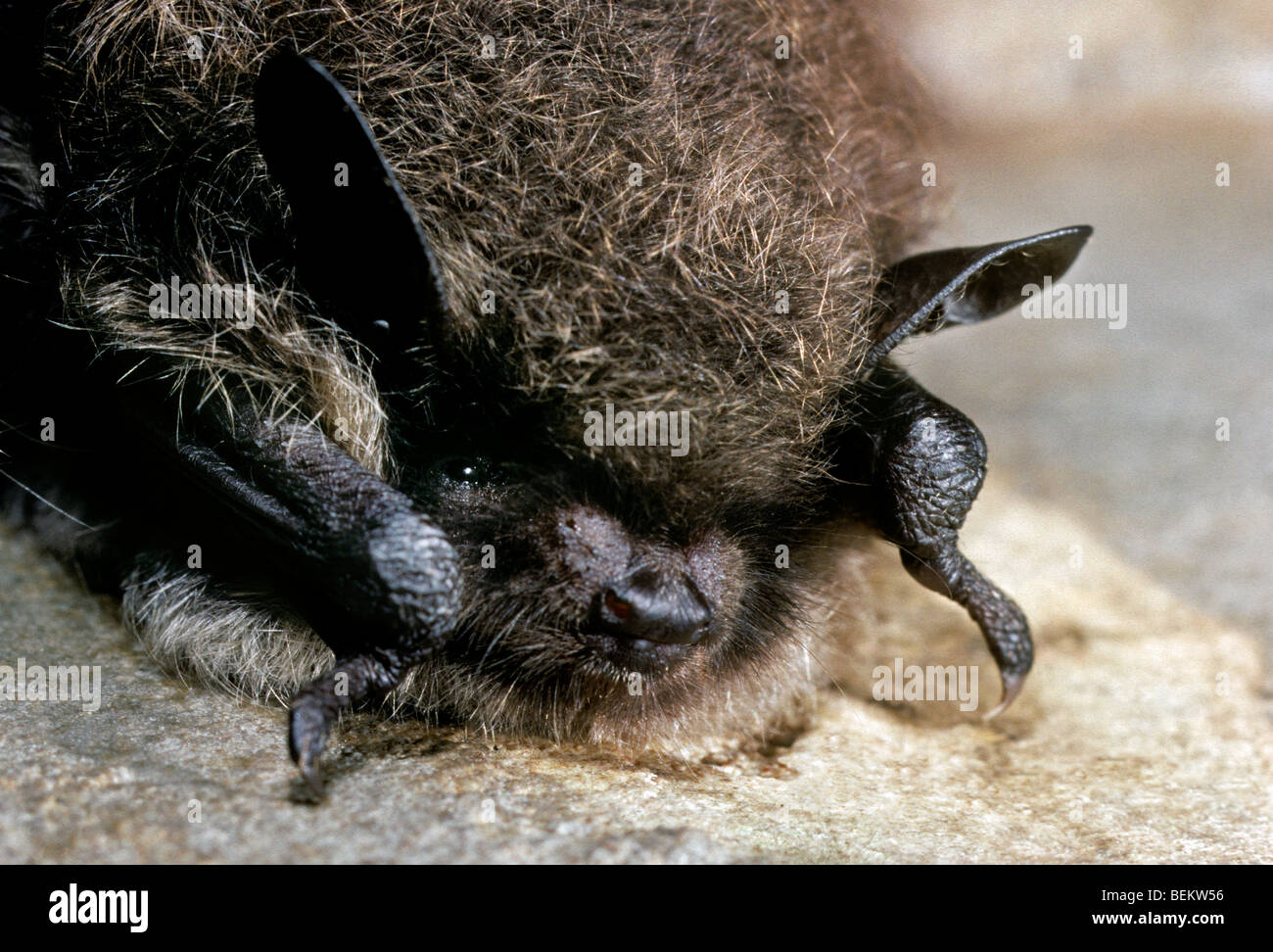 Whiskered bat (Myotis mystacinus) hibernating in cellar in winter Stock