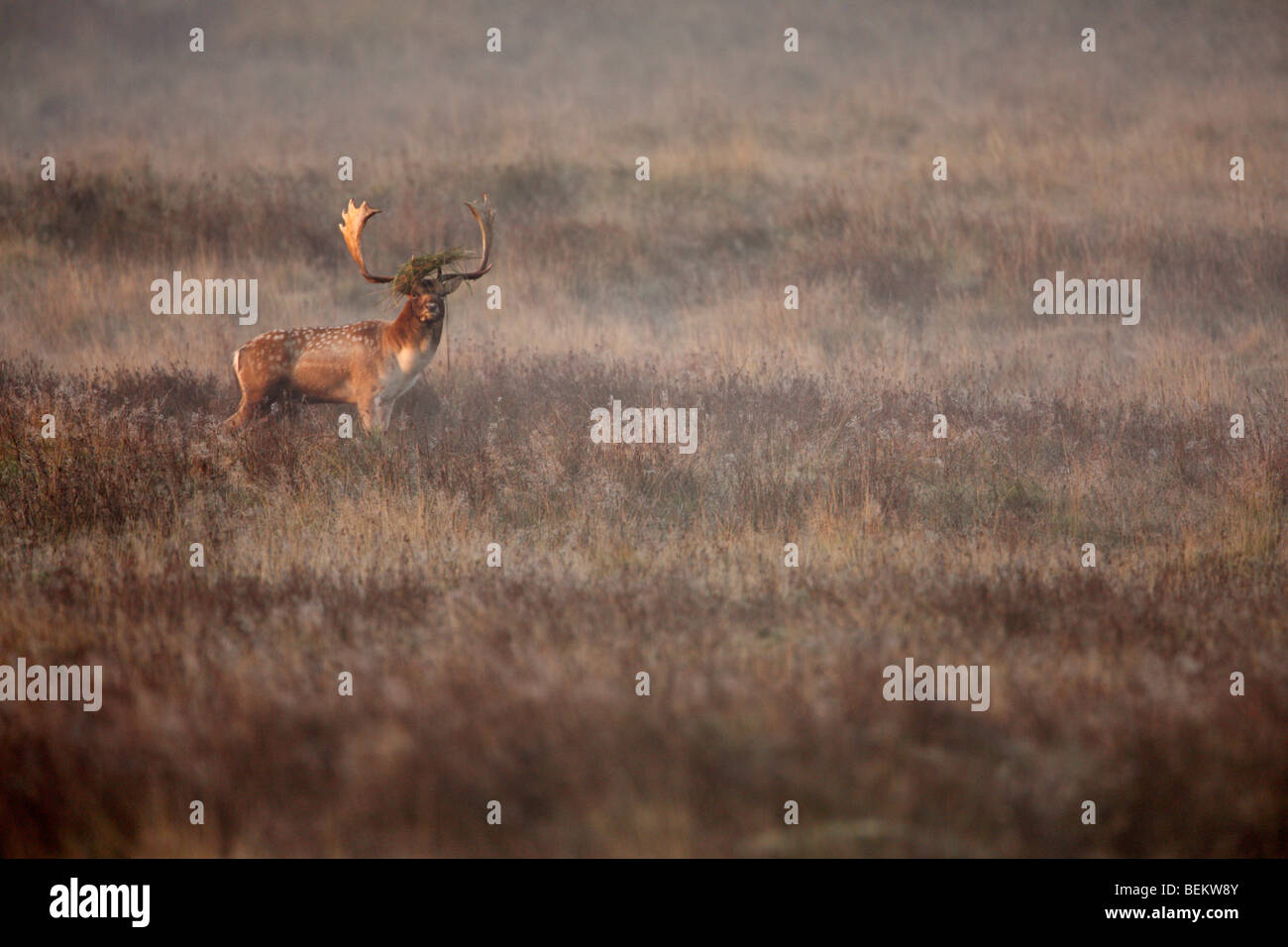 Fallow Deer Dama dama misty morning Stock Photo