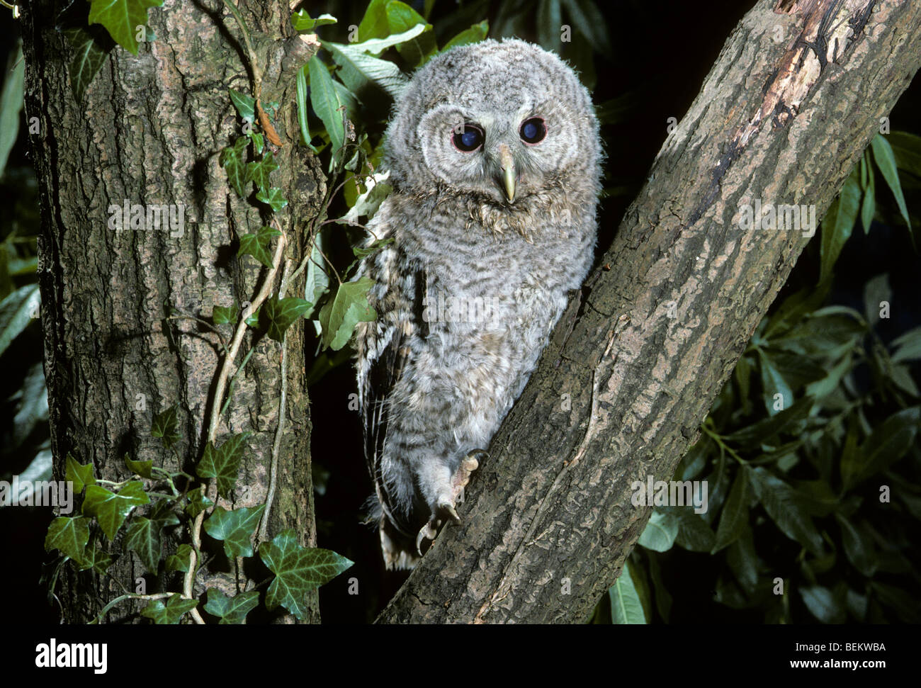 Tawny owl (Strix aluco) juvenile fledgling perched in tree at night Stock Photo