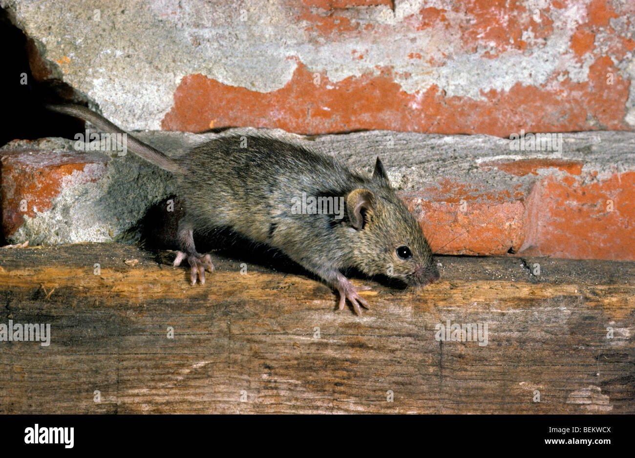House mouse (Mus domesticus / Mus musculus) foraging inside building, Europa Stock Photo