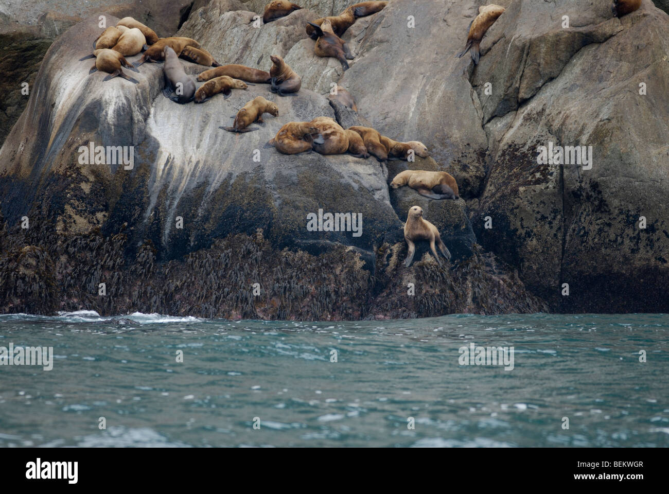 Steller sea lions, Eumetopias jubatus, hauled out on rocks, Kenai Fjords National Park, Alaska. Stock Photo