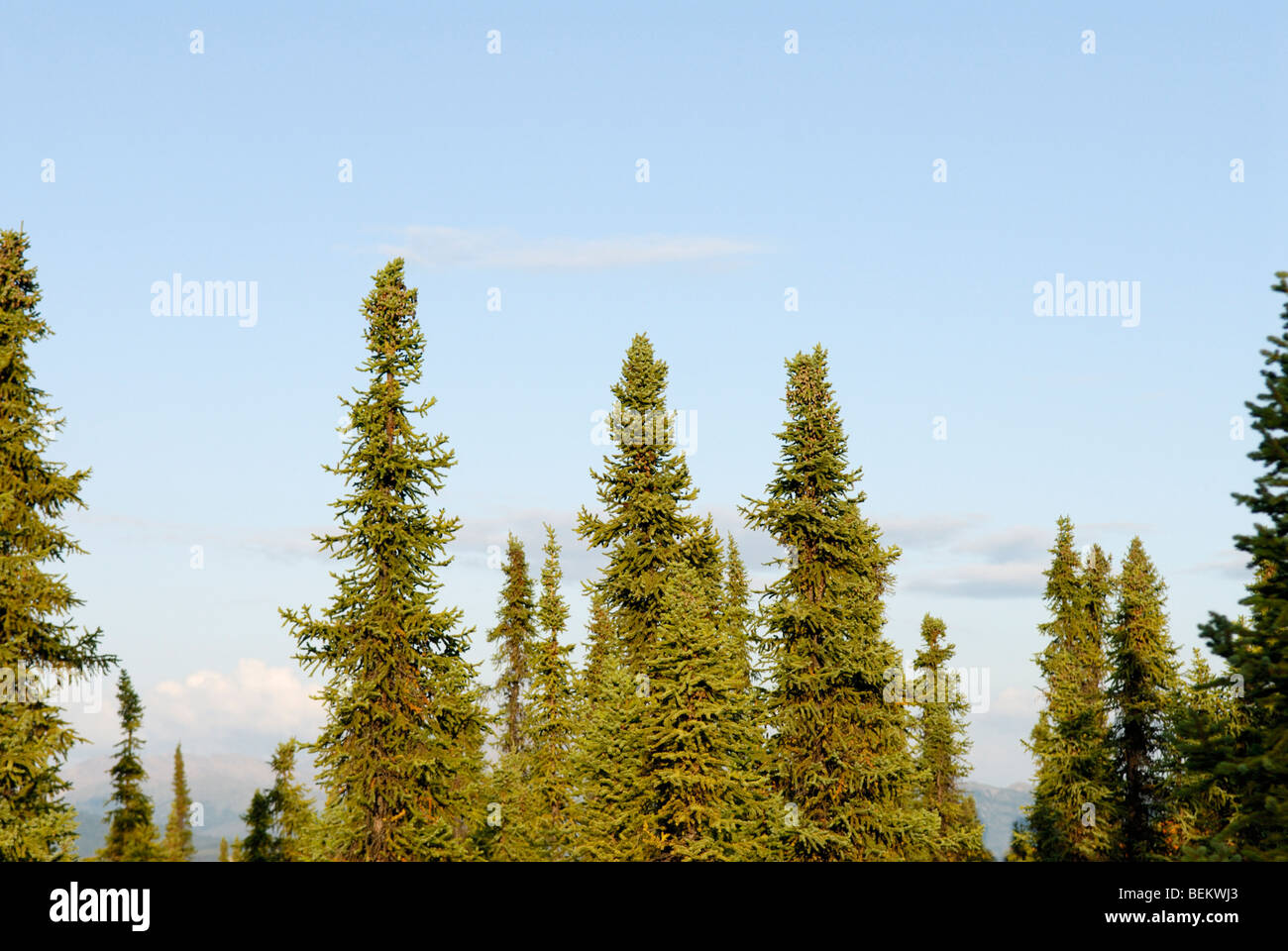 Black spruce, Picea mariana, forest, Healy, Alaska Stock Photo