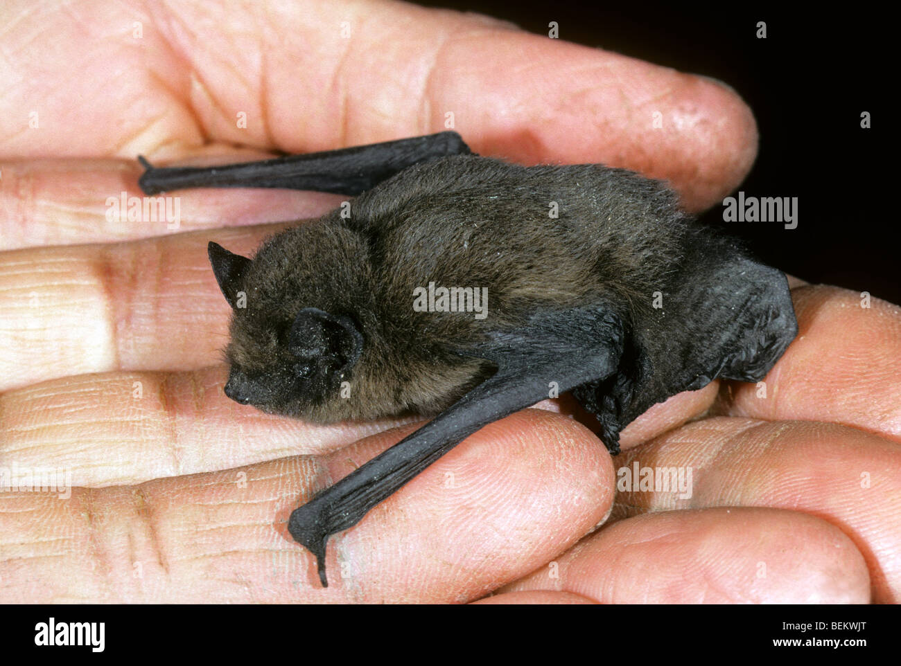 Nathusius pipistrelle bat (Pipistrellus nathusii) in hand of researcher Stock Photo