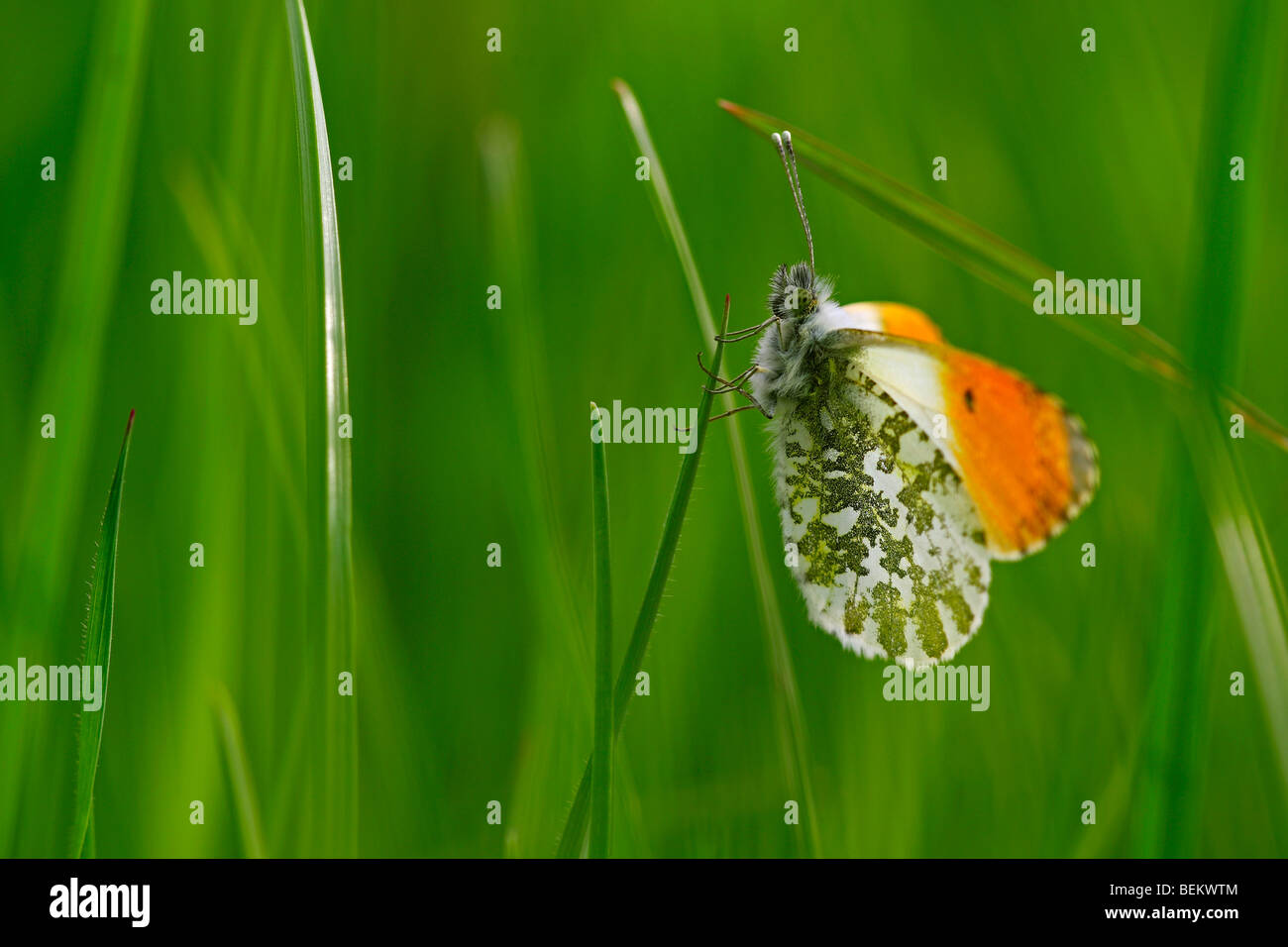 Orange tip (Anthocharis cardamines) in grassland, Belgium Stock Photo