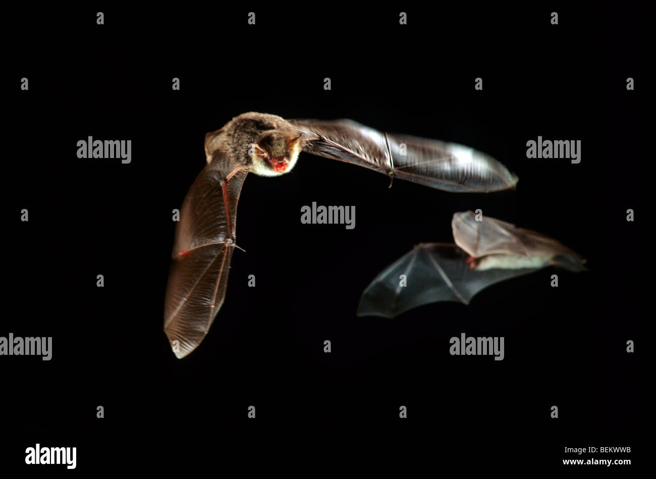 Two Natterer's bats (Myotis nattereri) flying and hunting at night Stock Photo