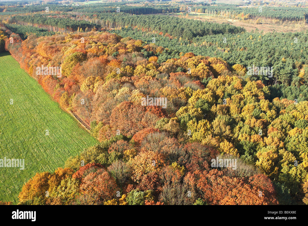 Mixed forest beech pine spruce oak in hires stock photography and