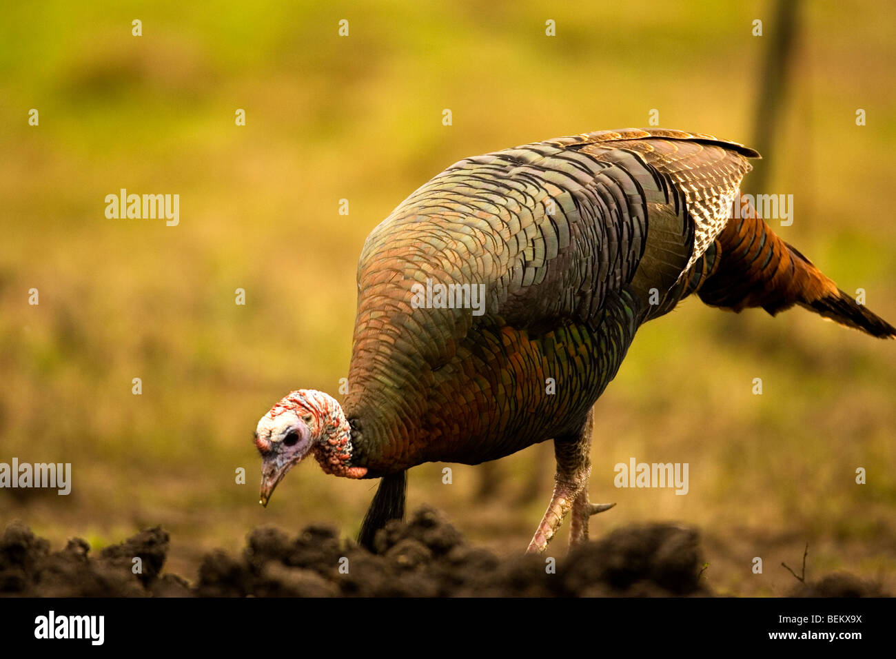 Rio ranch hi-res stock photography and images - Alamy