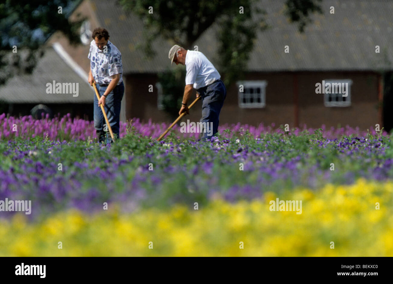 Two gardeners weeding weeds among flowers in Zeeland, Netherlands Stock Photo