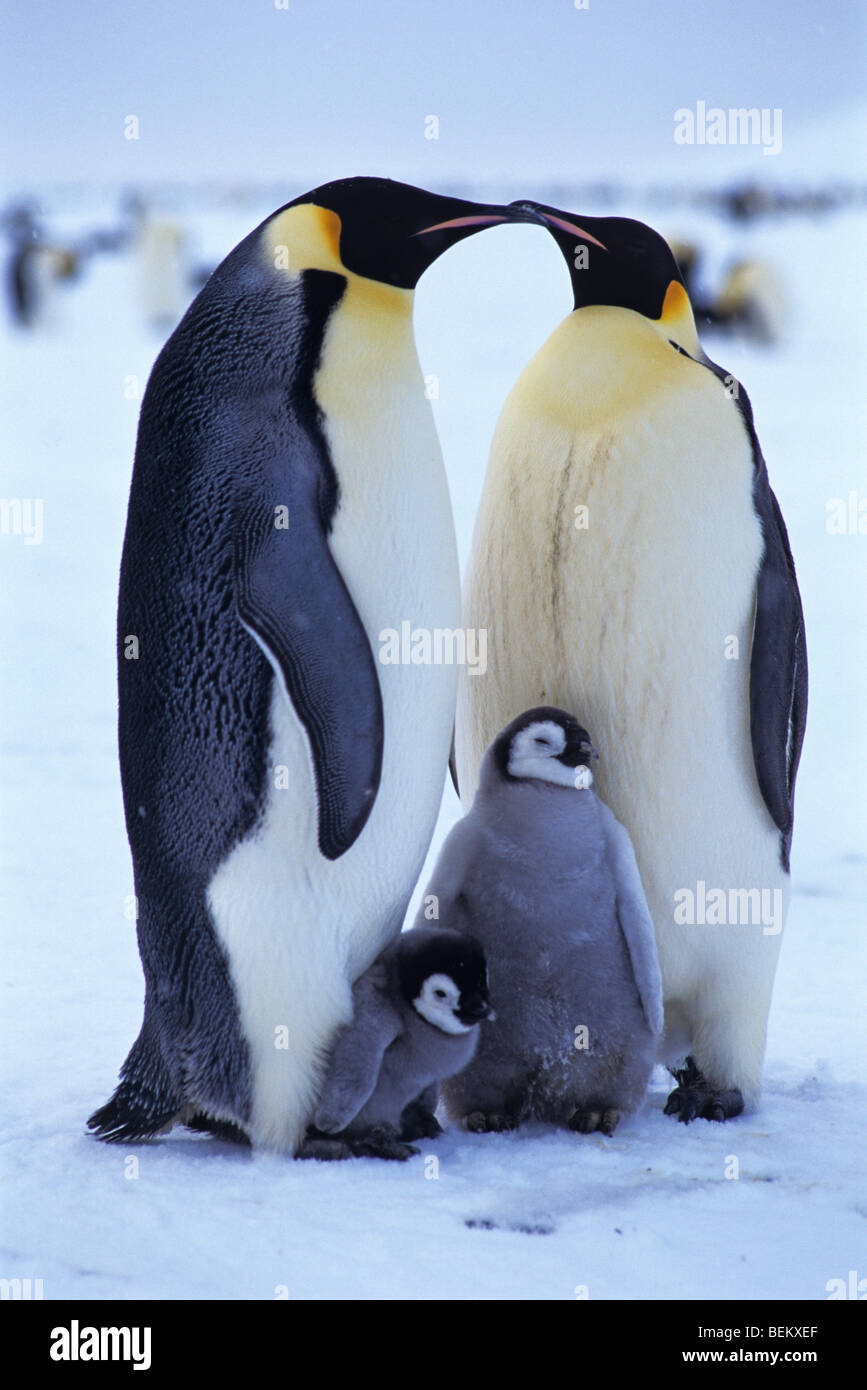 EMPEROR PENGUIN FAMILY, ANTARCTIC Stock Photo - Alamy