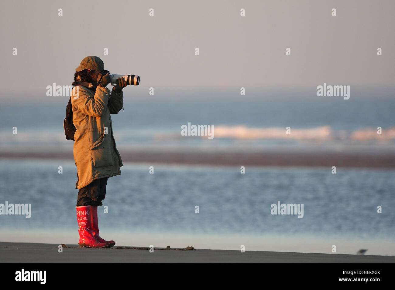 Nature photographer in action on beach Stock Photo