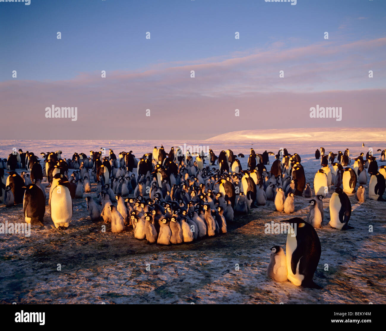 EMPEROR PENGUINS, ANTARCTIC Stock Photo - Alamy
