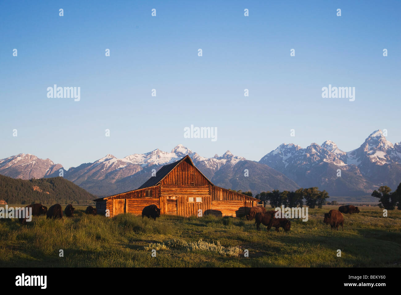 American Bison, Buffalo (Bison bison) herd in front of old wooden Barn and grand teton range,Grand Teton NP,Wyoming, USA Stock Photo