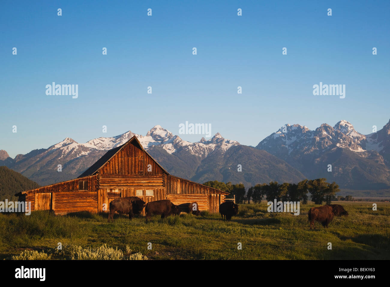 American Bison, Buffalo (Bison bison) herd in front of old wooden Barn and grand teton range,Grand Teton NP,Wyoming, USA Stock Photo