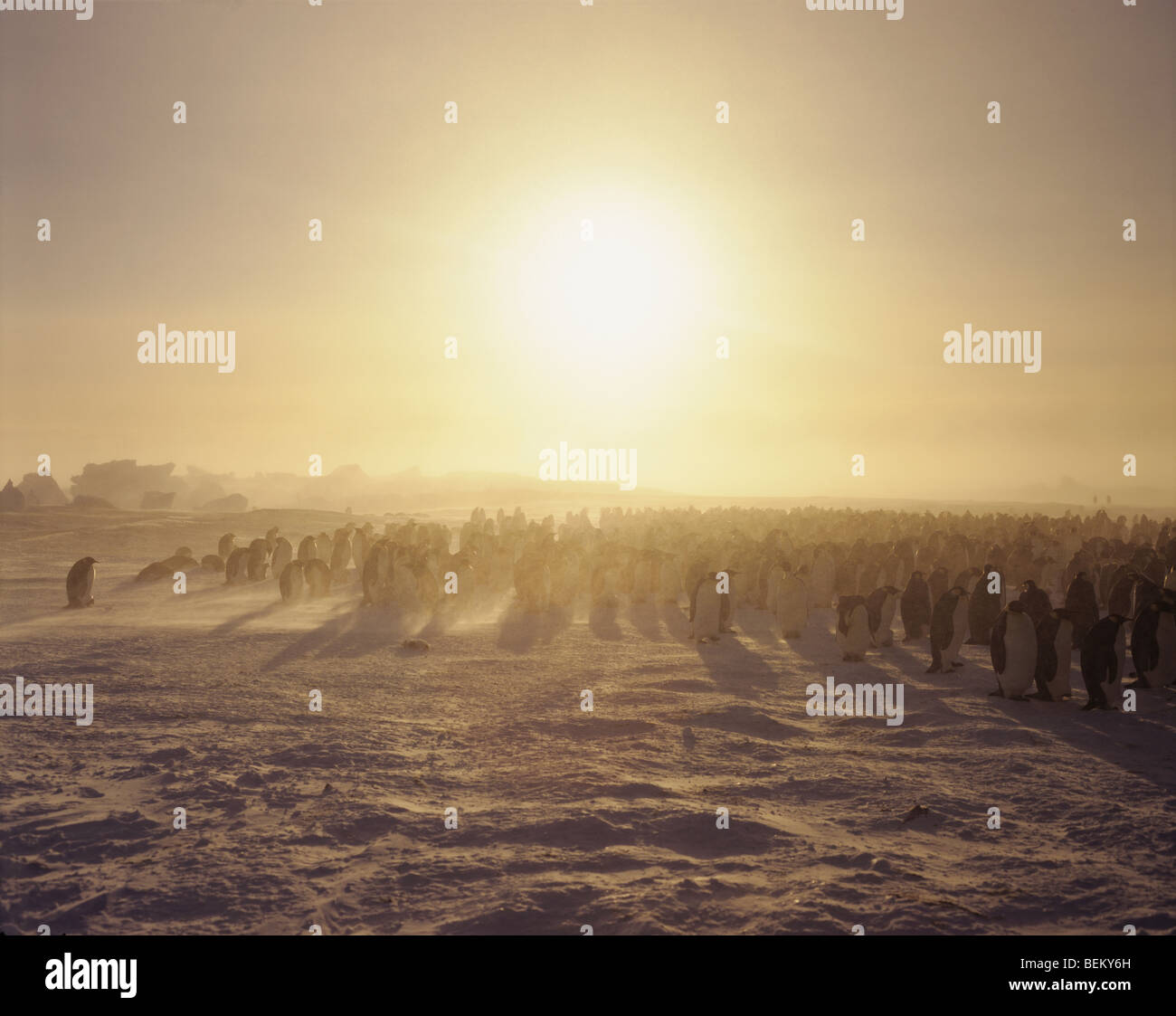 EMPEROR PENGUINS, ANTARCTIC Stock Photo - Alamy