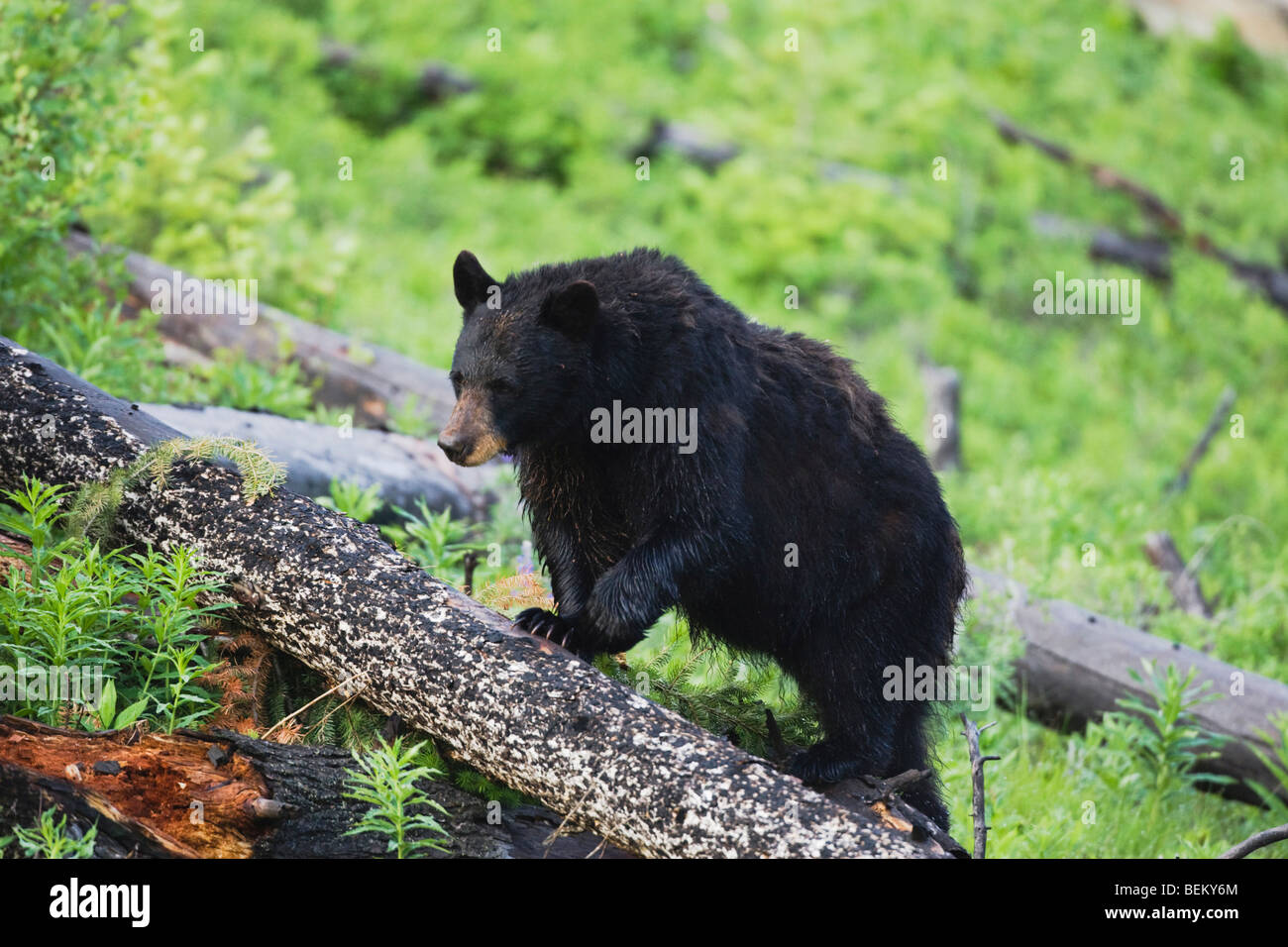 Black Bear (Ursus americanus), adult on log, Yellowstone National Park, Wyoming, USA Stock Photo